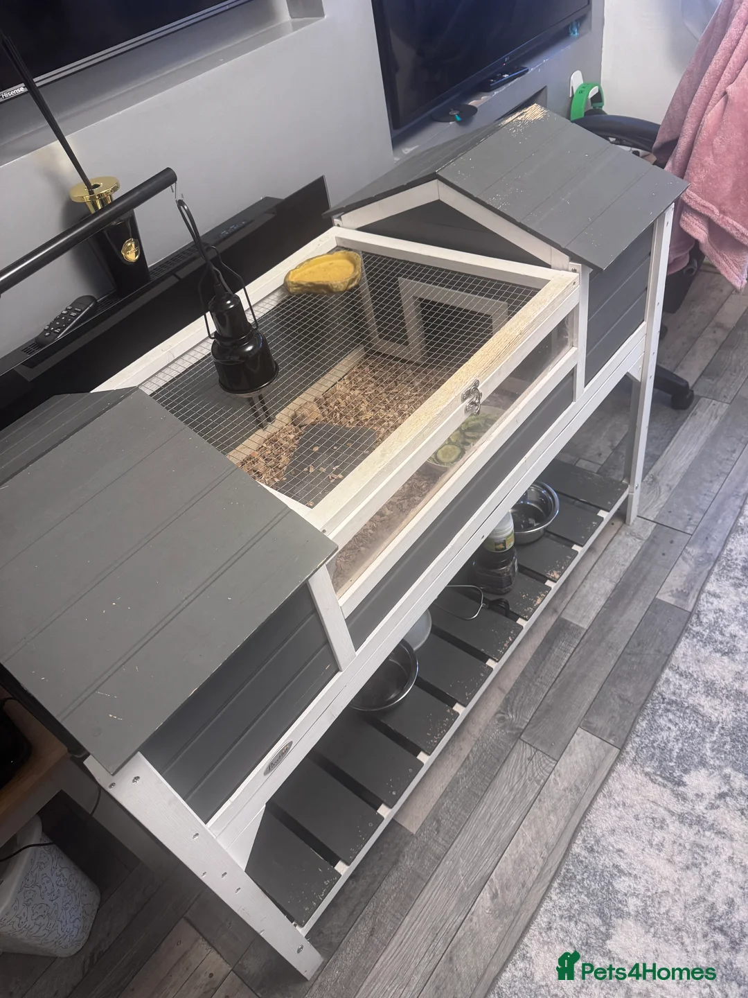 Hermann Tortoise reptiles for sale: Herman tortoise with full set up  - Advert 3