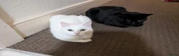Mixed Breed cats for sale: Beautiful white kittens - Advert 10