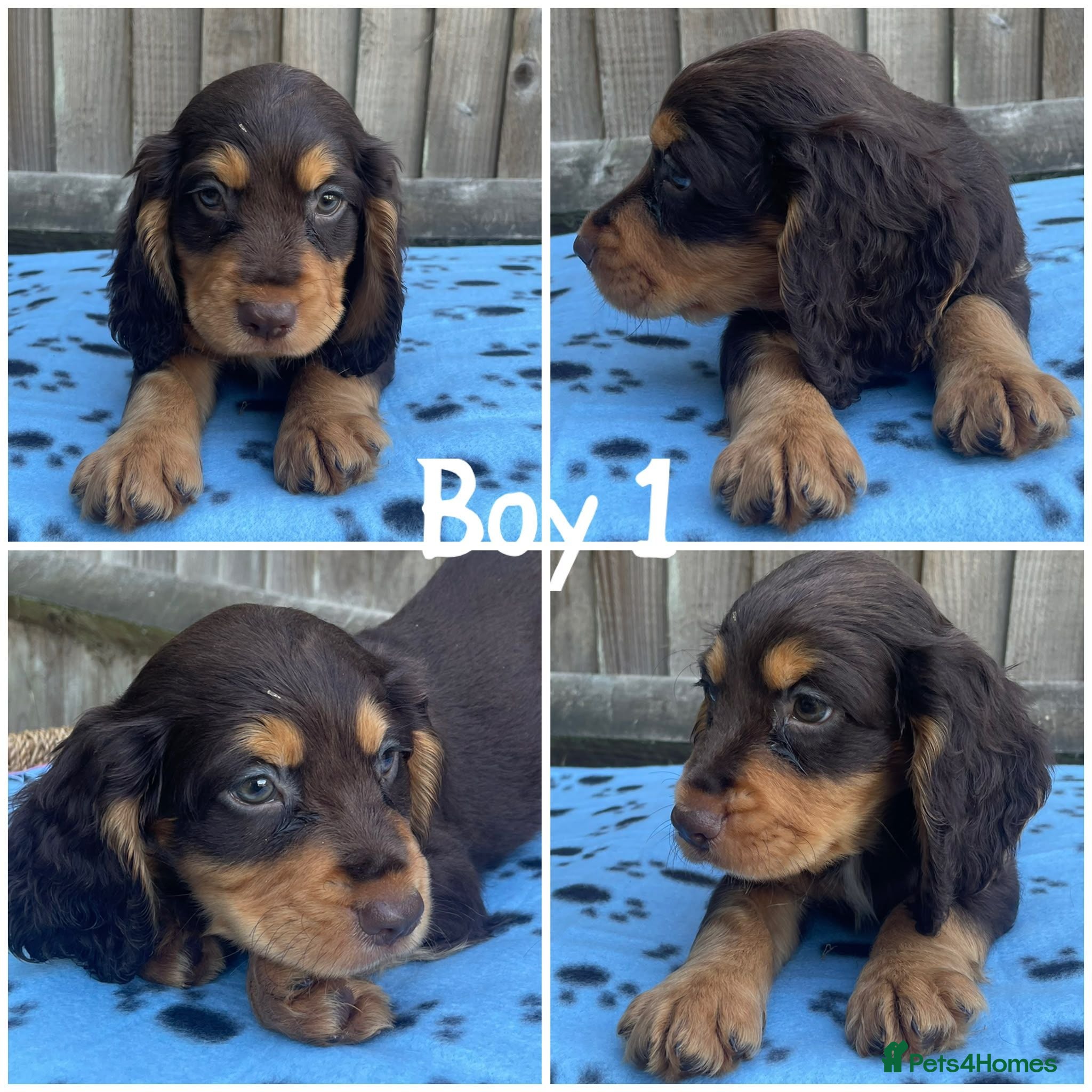 Cocker Spaniel dogs Cocker spaniel puppies  - Advert 3