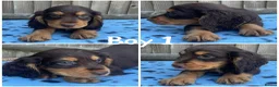 Cocker Spaniel dogs for sale: Cocker spaniel puppies  - Advert 1