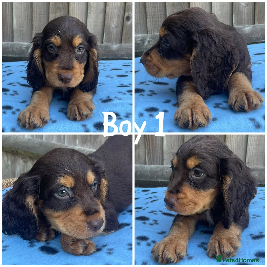 Cocker Spaniel dogs for sale: Cocker spaniel puppies  - Advert 1