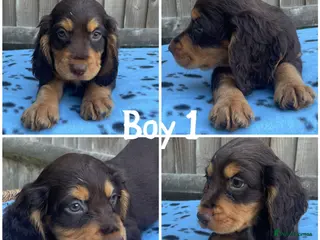 Cocker Spaniel dogs Cocker spaniel puppies - Advert 3