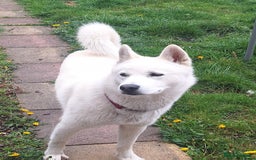 Siberian Husky dogs for sale: Siberian Huskies  - Image 2