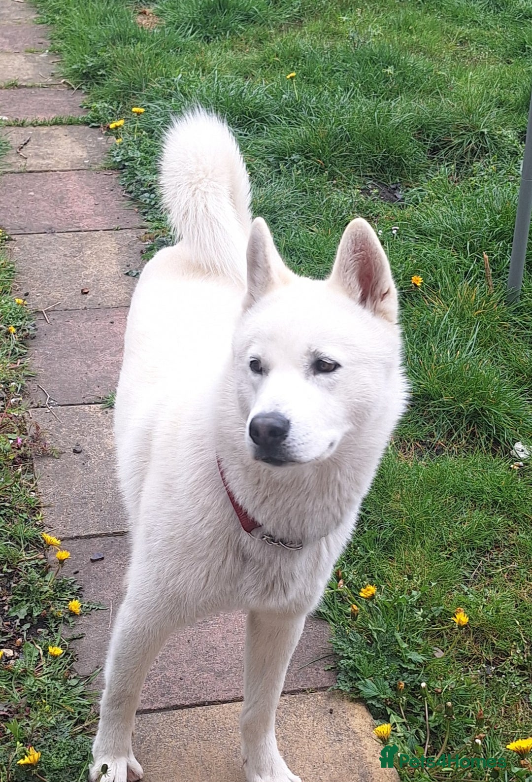Siberian Husky dogs for sale: Siberian Huskies  - Image 2