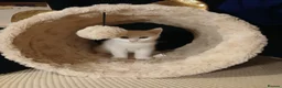 Mixed Breed cats for sale: 1 pure white girl kitten left for sale  - Advert 14