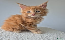Maine Coon cats for sale: 6 TICA-Registered Maine Coon Kittens Available - Image 19