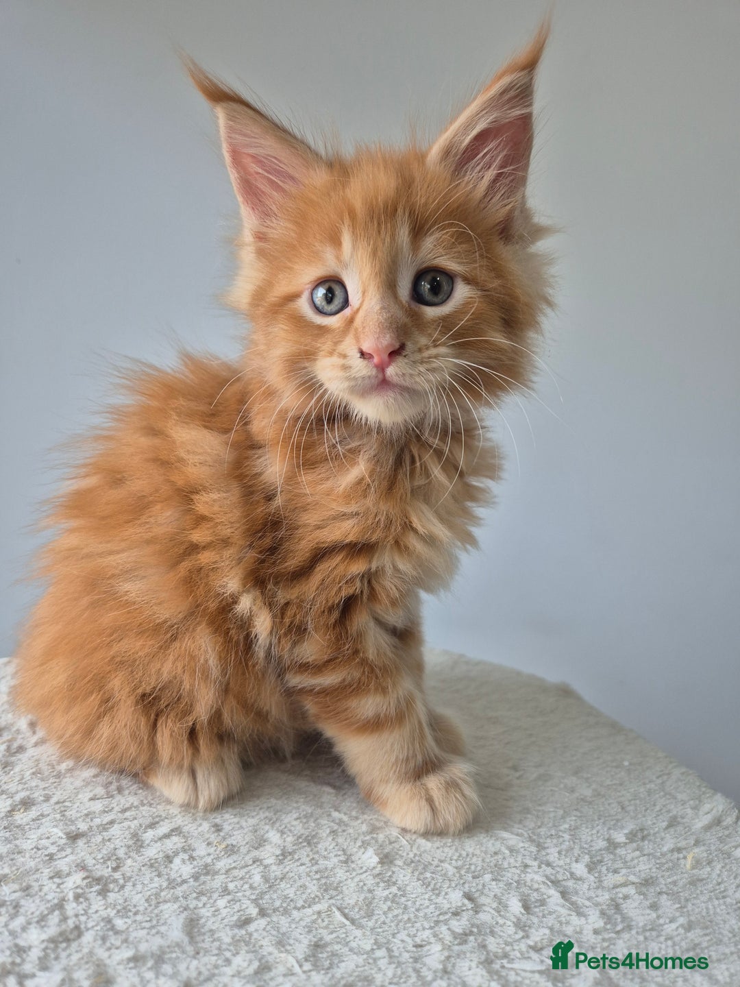 Maine Coon cats for sale: 6 TICA-Registered Maine Coon Kittens Available - Image 19
