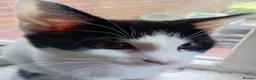 Mixed Breed cats for sale: Cute piebald kittens  - Advert 9