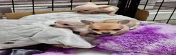 Chihuahua dogs for sale: Beautiful Tiny Chihuahua puppies  - Advert 4
