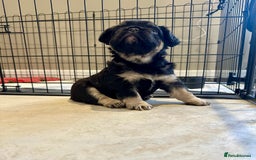 French Bulldog dogs for sale: Visual Fluffy French Bulldogs x 4 Male - Advert 21