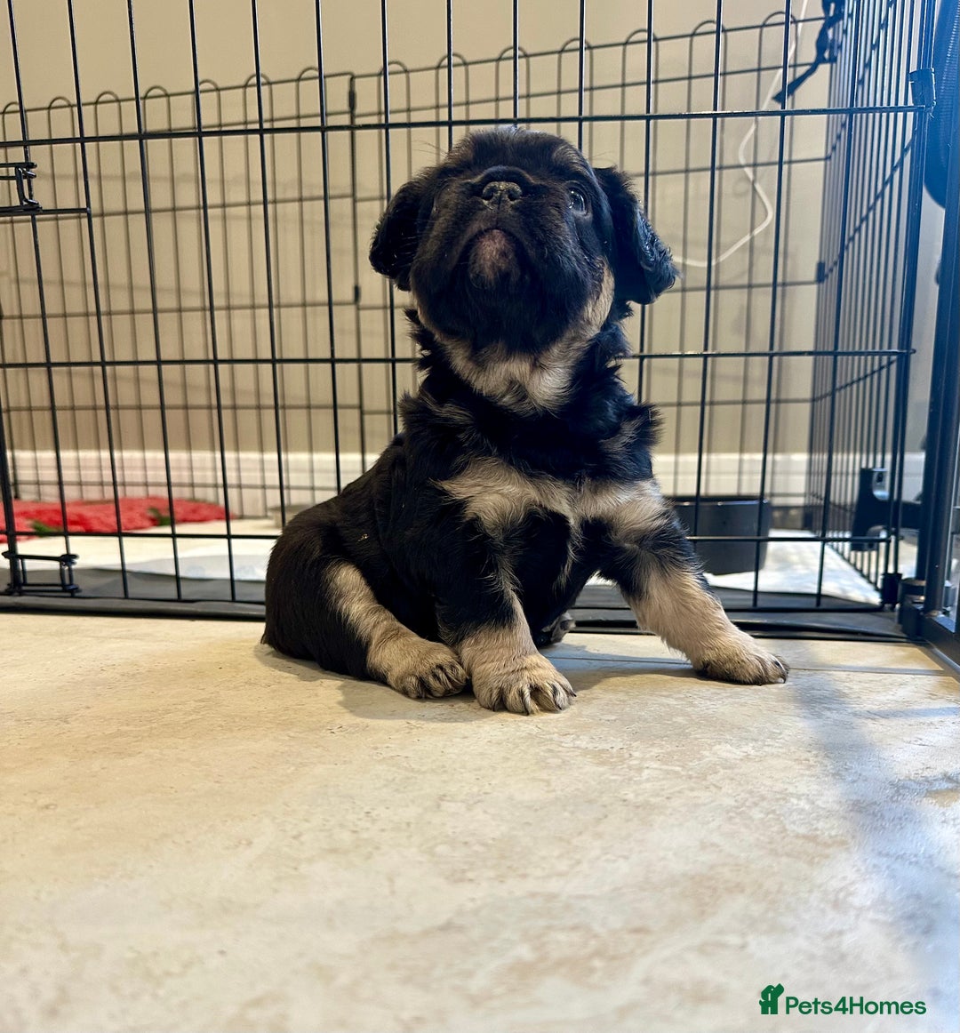 French Bulldog dogs for sale: Visual Fluffy French Bulldogs x 4 Male - Advert 21