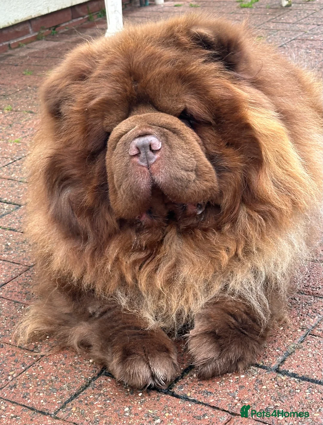 Chow Chow dogs for stud: Chocolate delight Bruno - Advert 5