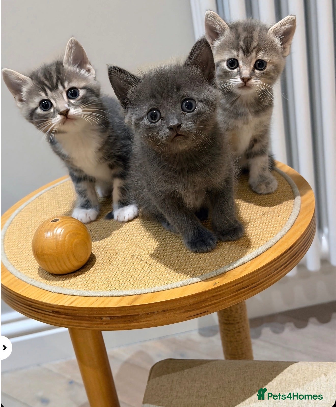 Mixed Breed cats Stunning Ragdoll/British shorthair kittens💗💙 - Advert 1