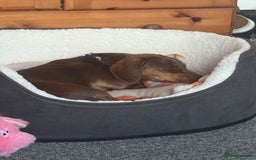 Miniature Dachshund dogs for sale: Urgent rehome - Image 2