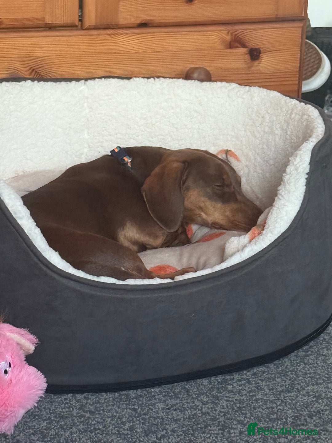 Miniature Dachshund dogs for sale: Urgent rehome - Image 2
