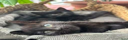 Mixed Breed cats for sale: Two adorable black kittens - 1 male, 1 female. in Faversham - Advert 4