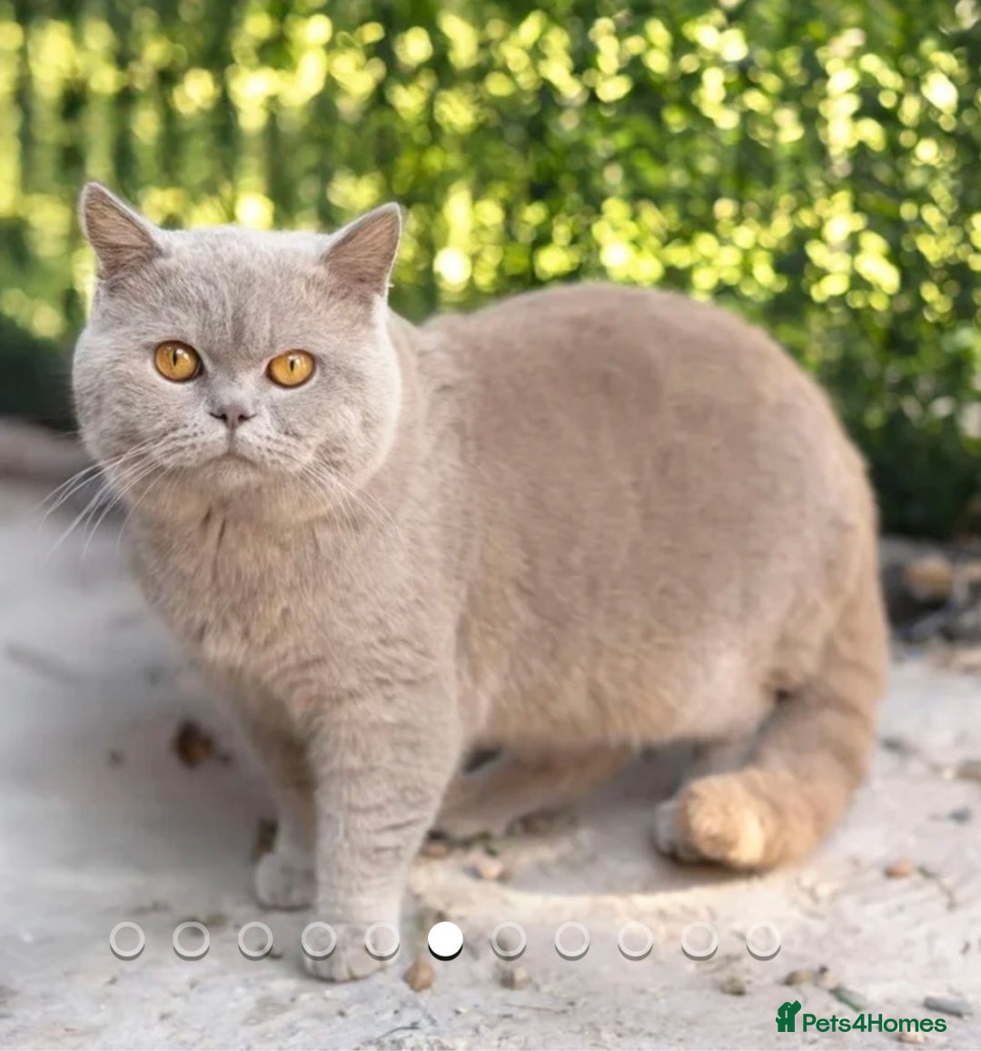 British Shorthair cats for sale: Bsh Cute Teddy Bears  - Advert 16