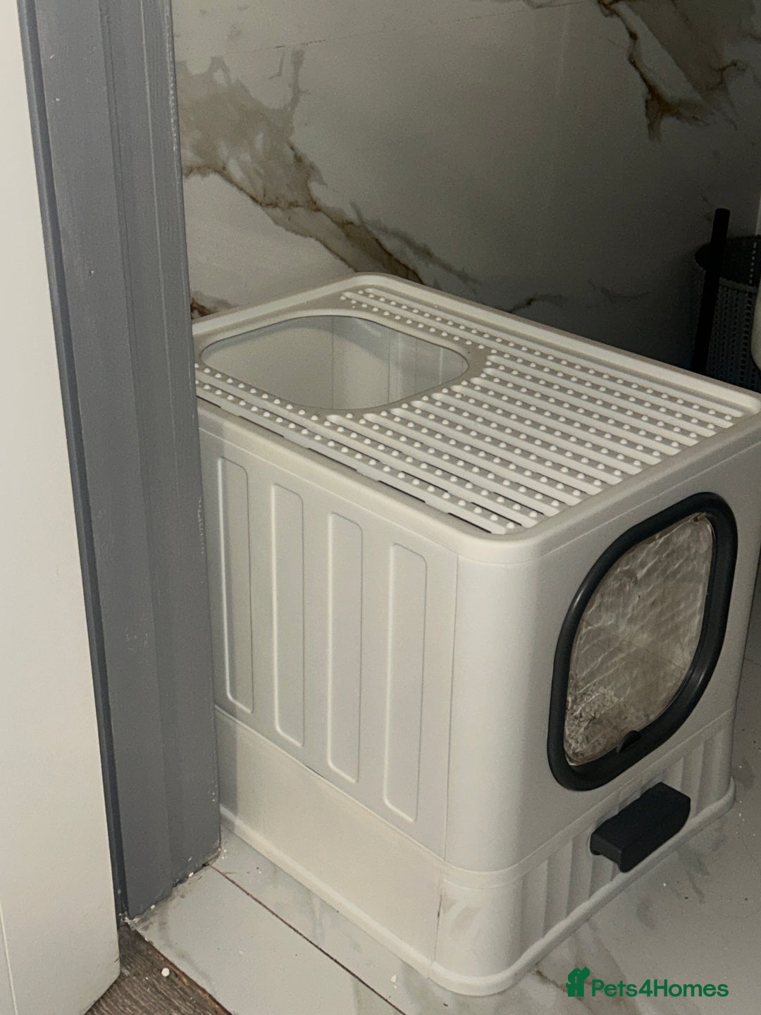 Scottish Fold cats for sale: MALE LONG HAIR SCOTTISH FOLD KITTEN - Advert 6