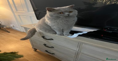 British Shorthair cats - Advert 3