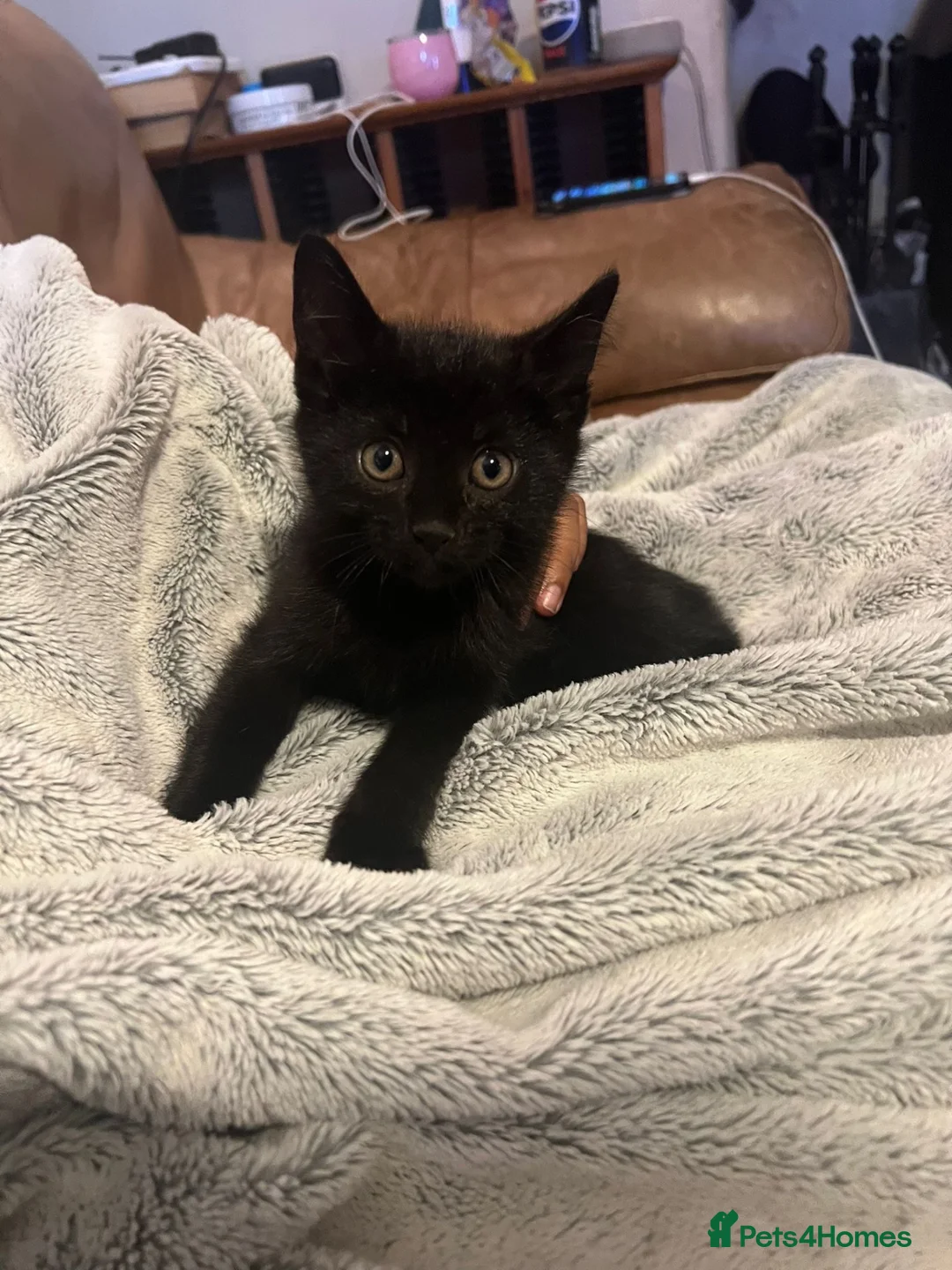 Mixed Breed cats for sale: 2 black males 8 weeks old - Advert 2
