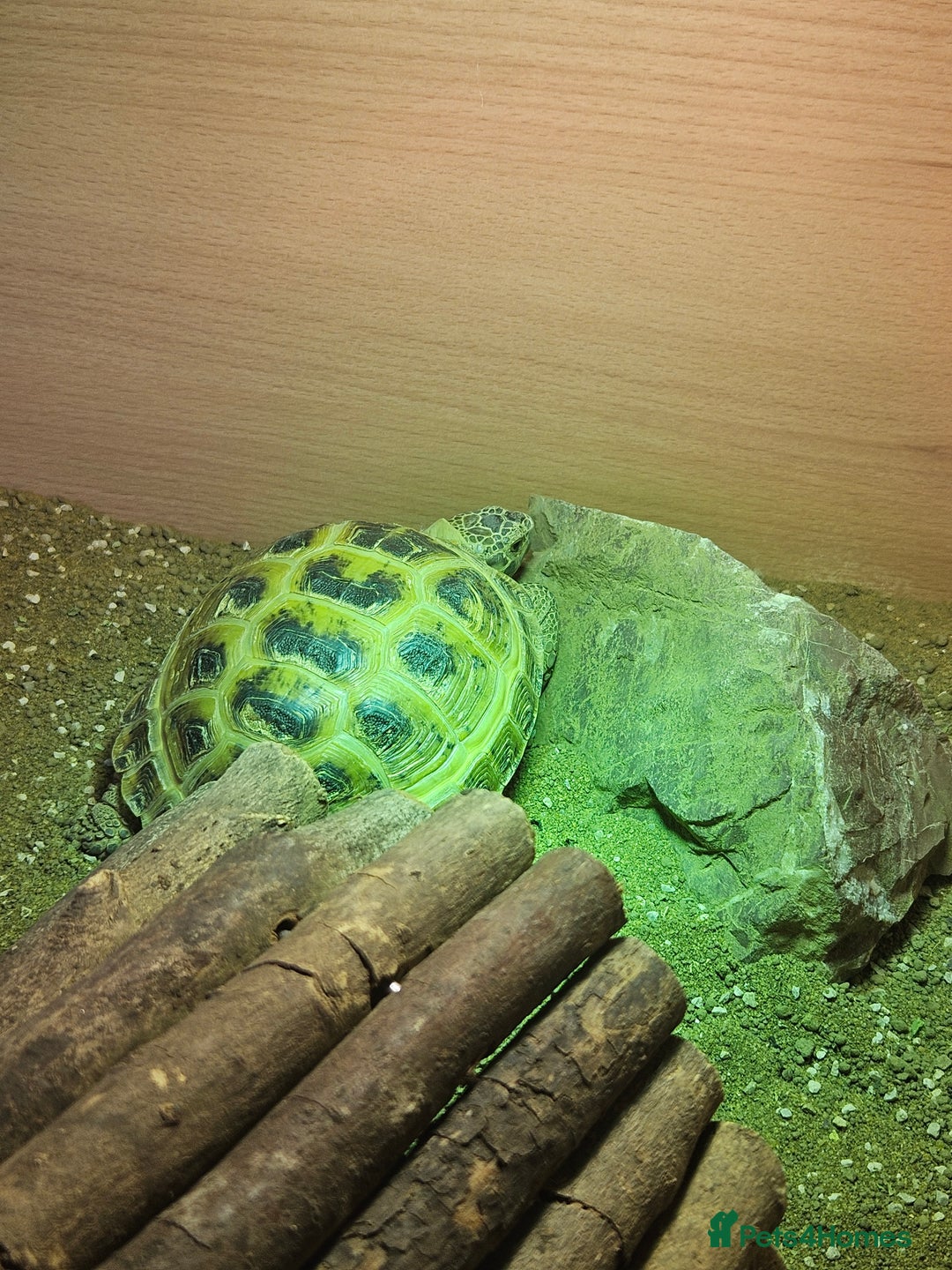 Tortoise reptiles for sale: Horsefeild tortoise and enclosure for Sale - Image 9