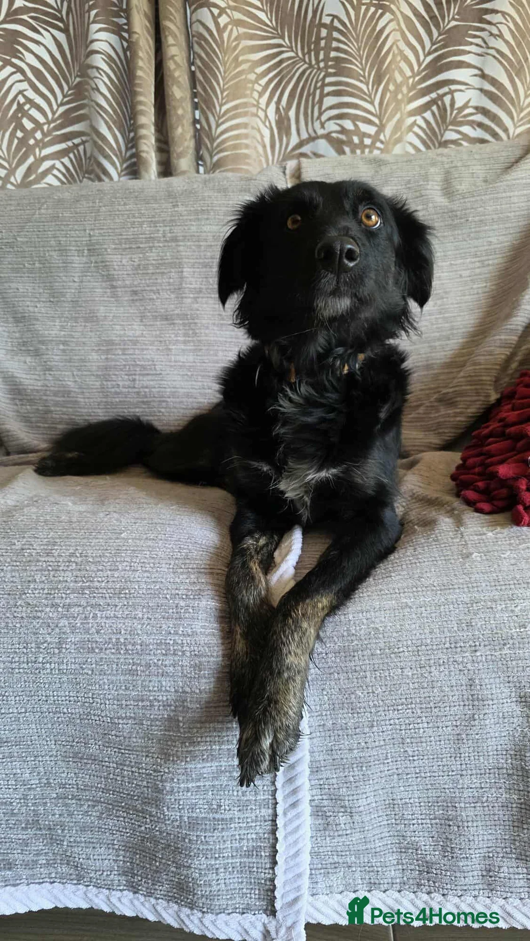 Mixed Breed dogs for adoption: TILLY (All black girl) - Advert 13