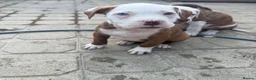 Mixed Breed dogs for sale: Old tyme American bullys - Advert 12