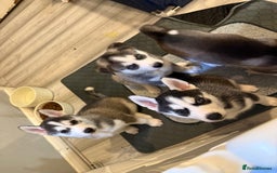 Siberian Husky dogs for sale: Strong Chunky Siberian Husky puppy’s  - Image 32
