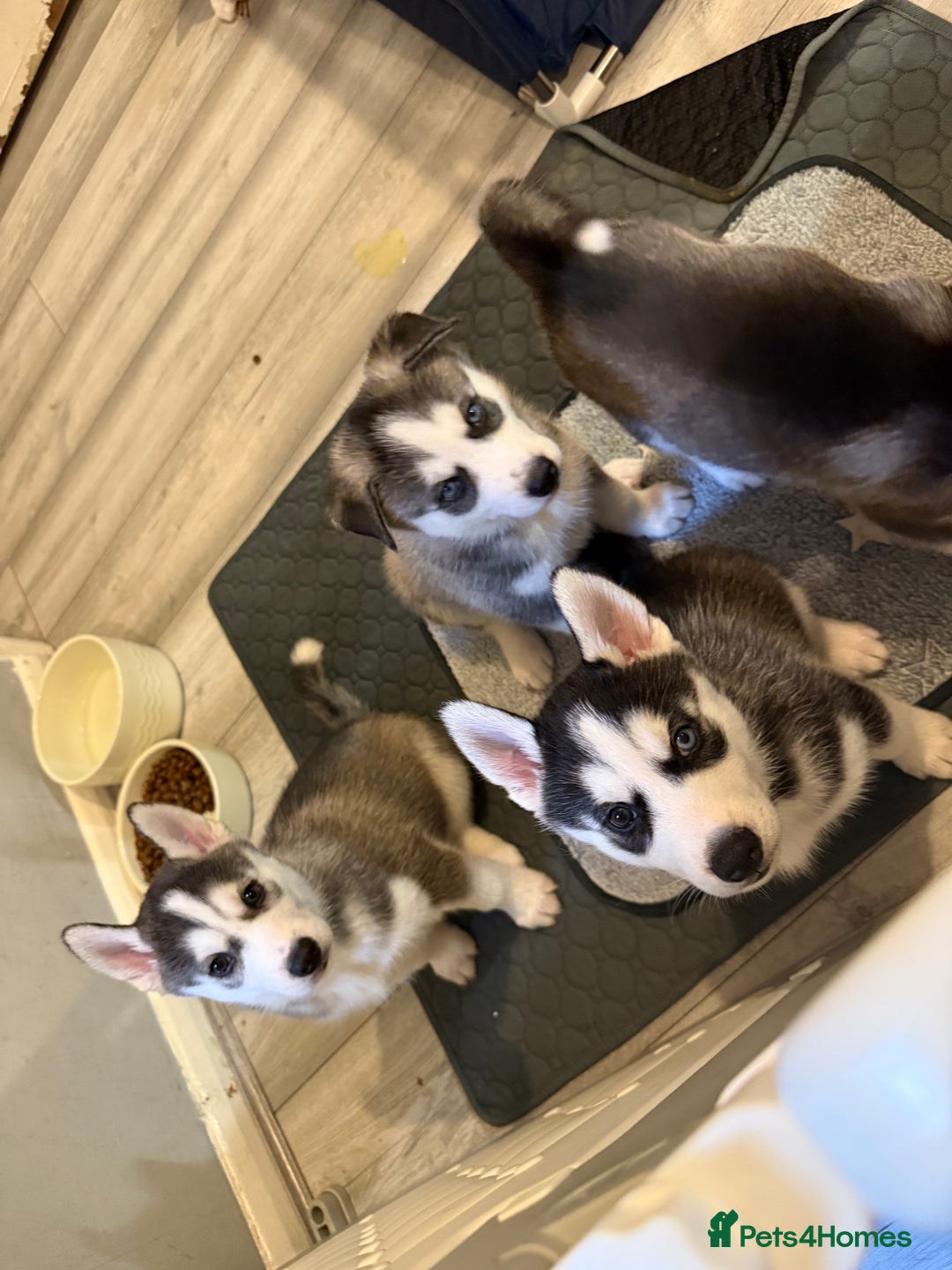 Siberian Husky dogs for sale: Strong Chunky Siberian Husky puppy’s  - Image 32