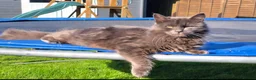 Russian Blue cats for sale: Beautiful Female Longhaired Russian Blue - Advert 4