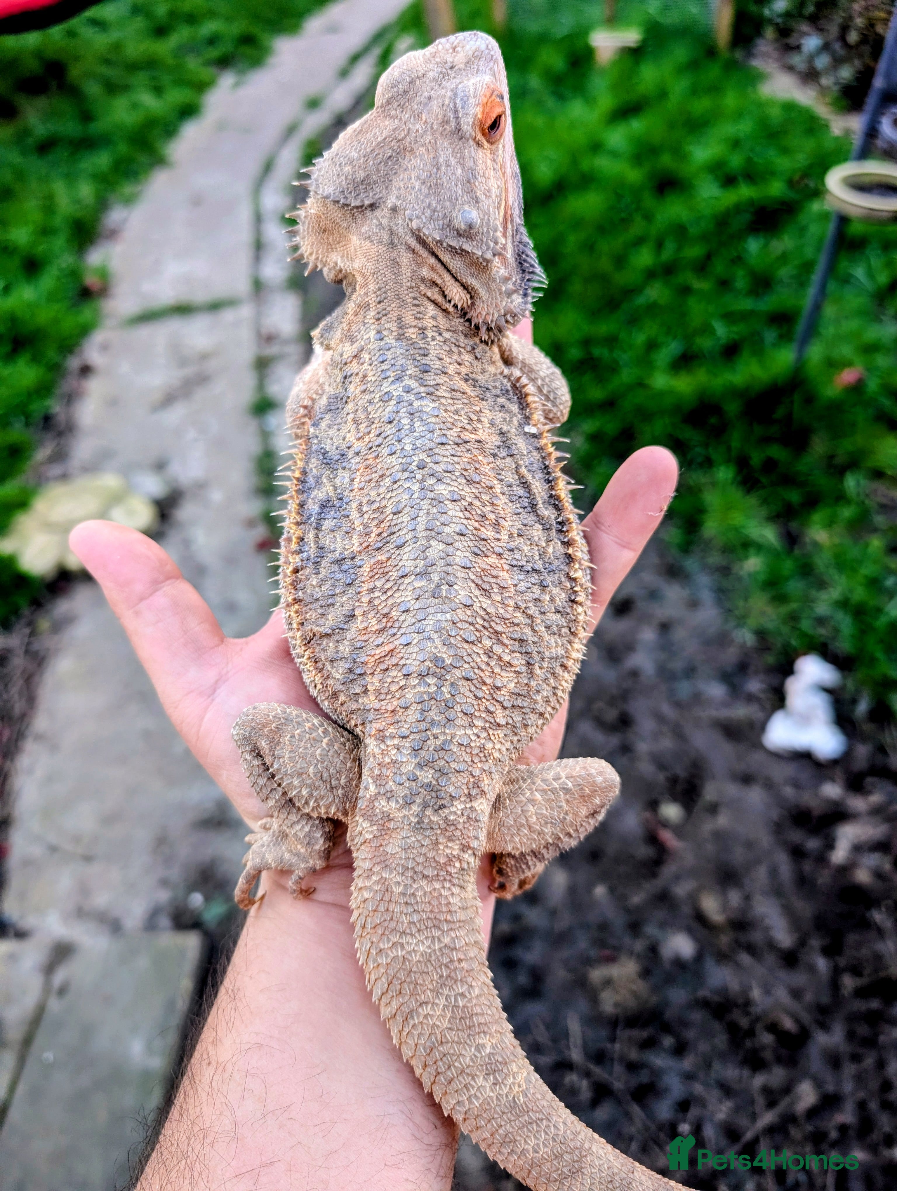 Bearded Dragon reptiles 4 x male bearded dragons read description  - Advert 2