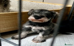 Miniature Schnauzer dogs for sale: Miniature schnauzer puppies female - Image 4
