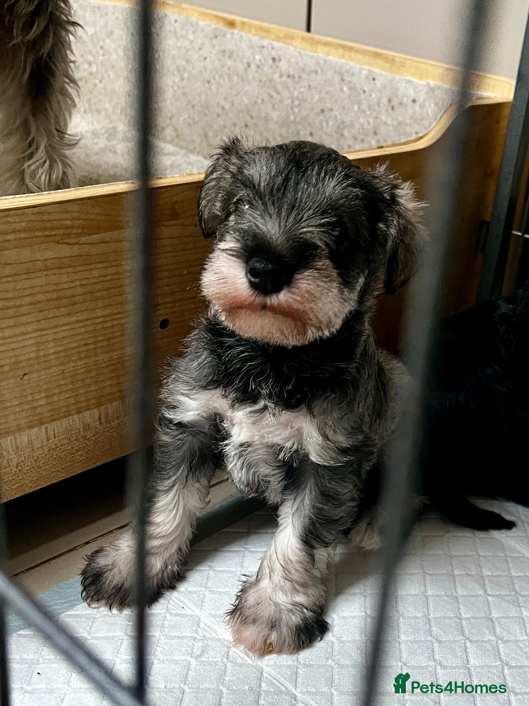 Miniature Schnauzer dogs for sale: Miniature schnauzer puppies female - Image 4