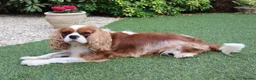 Cavalier King Charles Spaniel dogs for sale: Skye: Fully Trained Pedigree Cavalier - Kind Girl - Advert 7