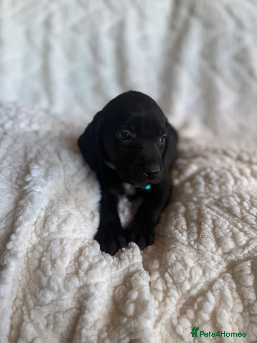 Mixed Breed dogs for sale: 9 playful beagledoor  - Advert 5