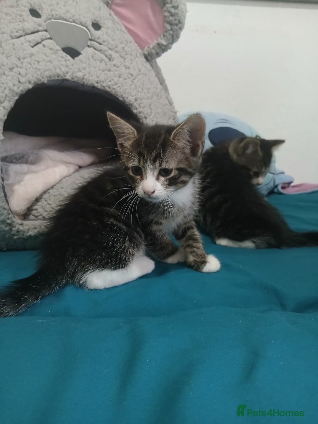 Mixed Breed cats for sale: Tabby twin boys  - Image 4