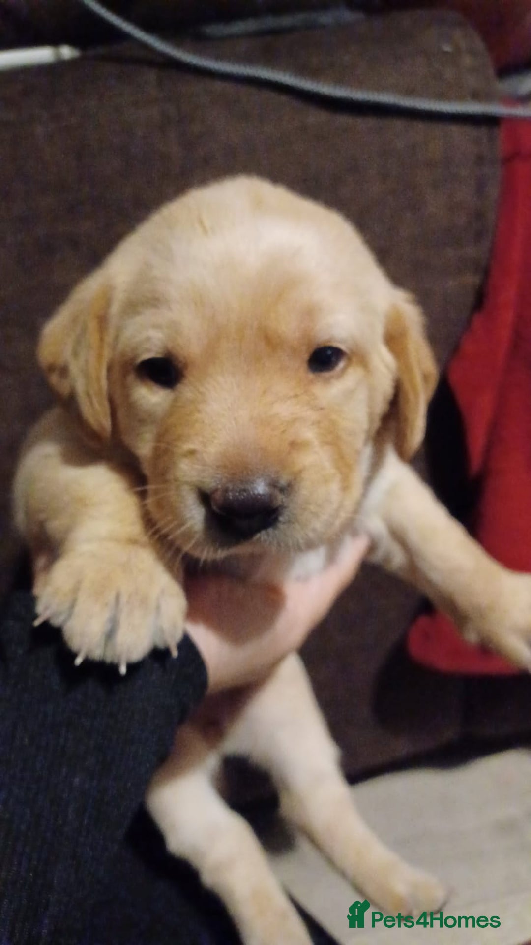 Labrador Retriever dogs for sale: Dudley Fox Red Labradors with FTCH in lineage - Advert 28