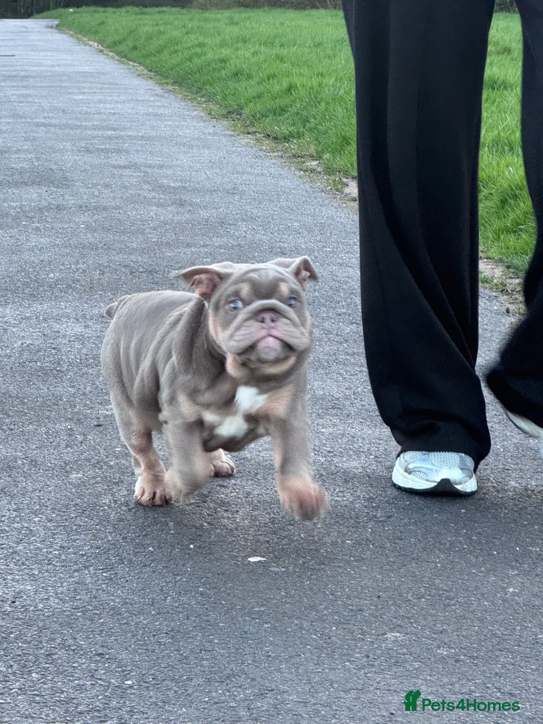 English Bulldog dogs for sale: Mr MAVERICK 🩸 daughter  - Advert 2