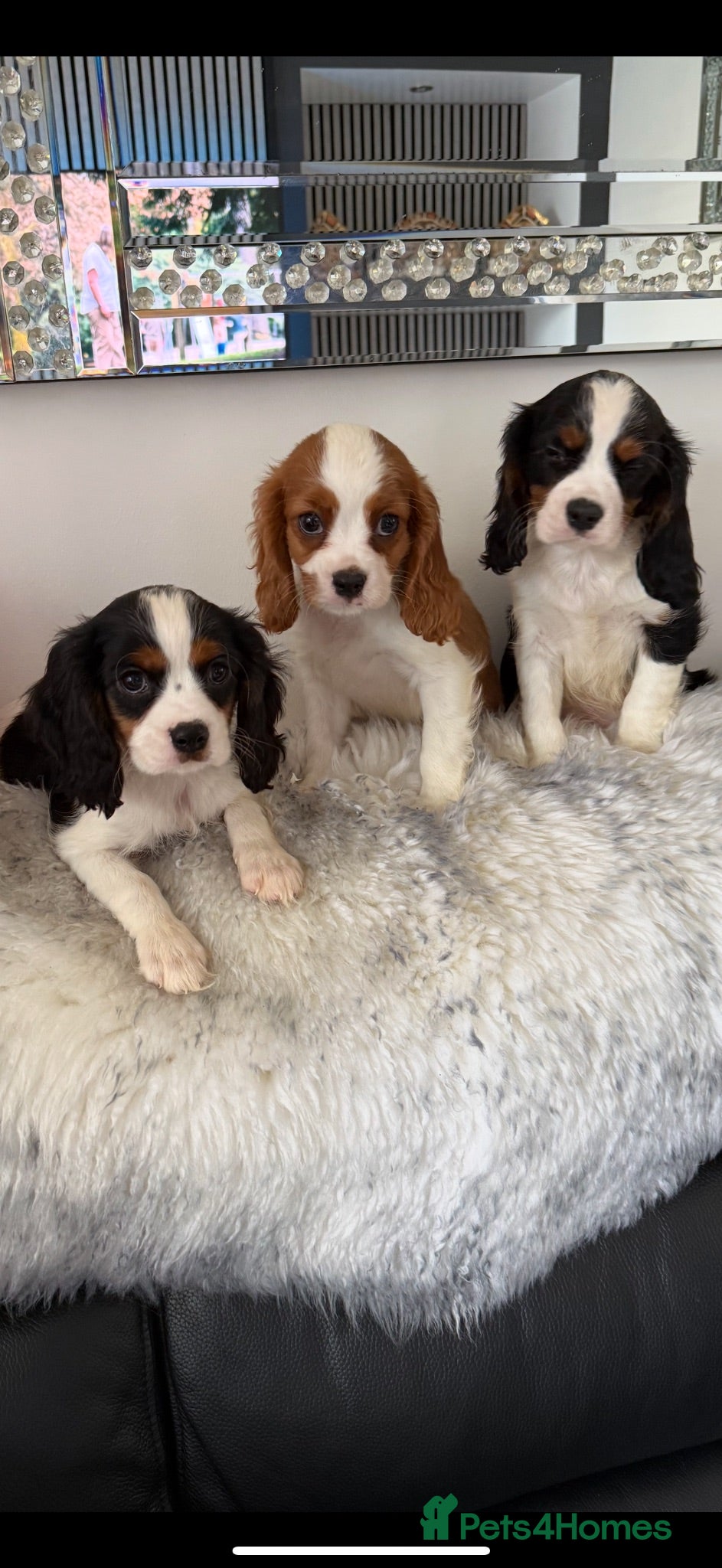 Cavalier King Charles Spaniel dogs 🐶Kc cavalier dna clear puppies 🐶3 boys left - Advert 1