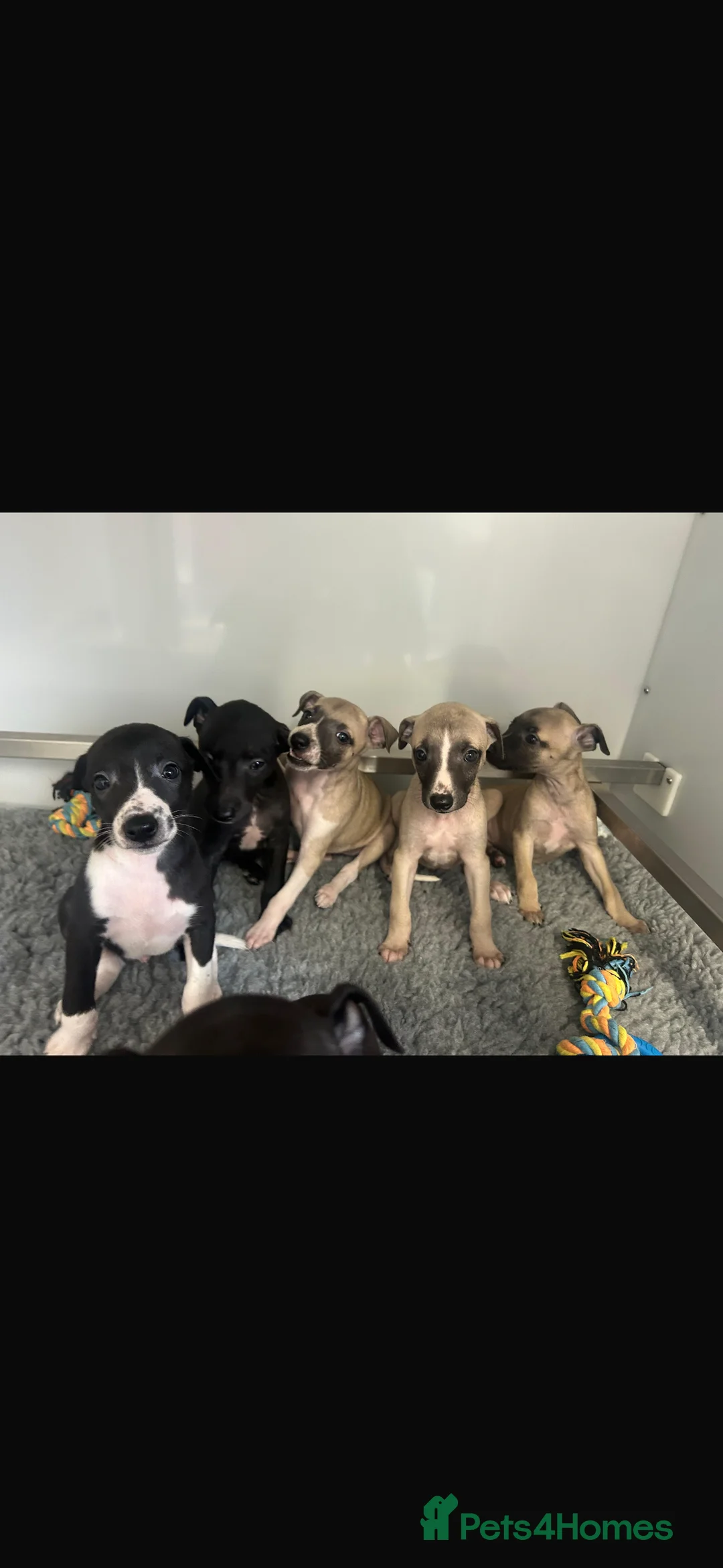 Whippet dogs for sale: KC REGISTERED WHIPPETS  in Liverpool - Advert 14