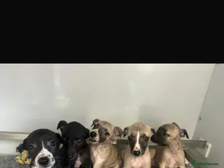 Whippet dogs KC REGISTERED WHIPPETS - Advert 5