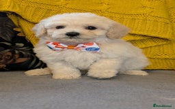 Poochon dogs for sale: Stunning F1 Toy Poochon Puppies BOYS - Image 11