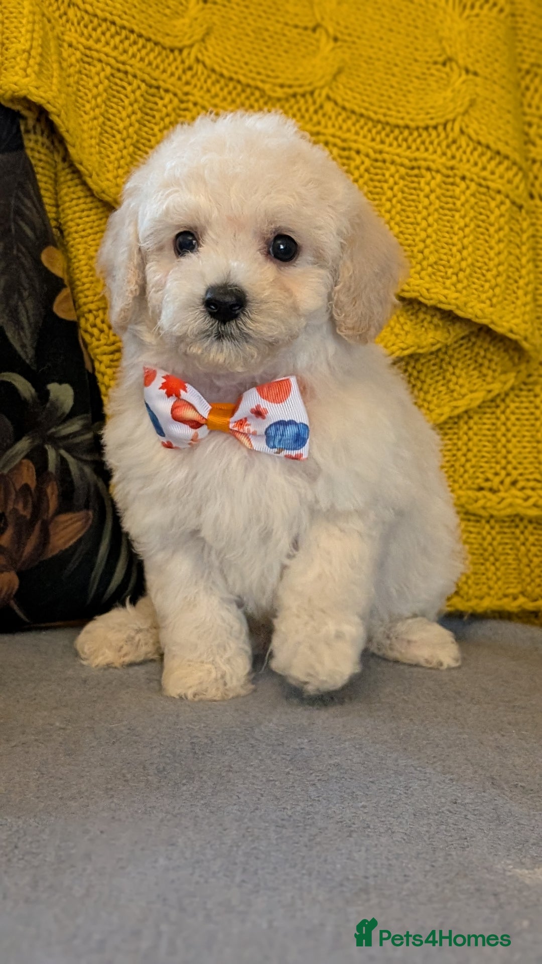 Poochon dogs for sale: Stunning F1 Toy Poochon Puppies BOYS - Image 11