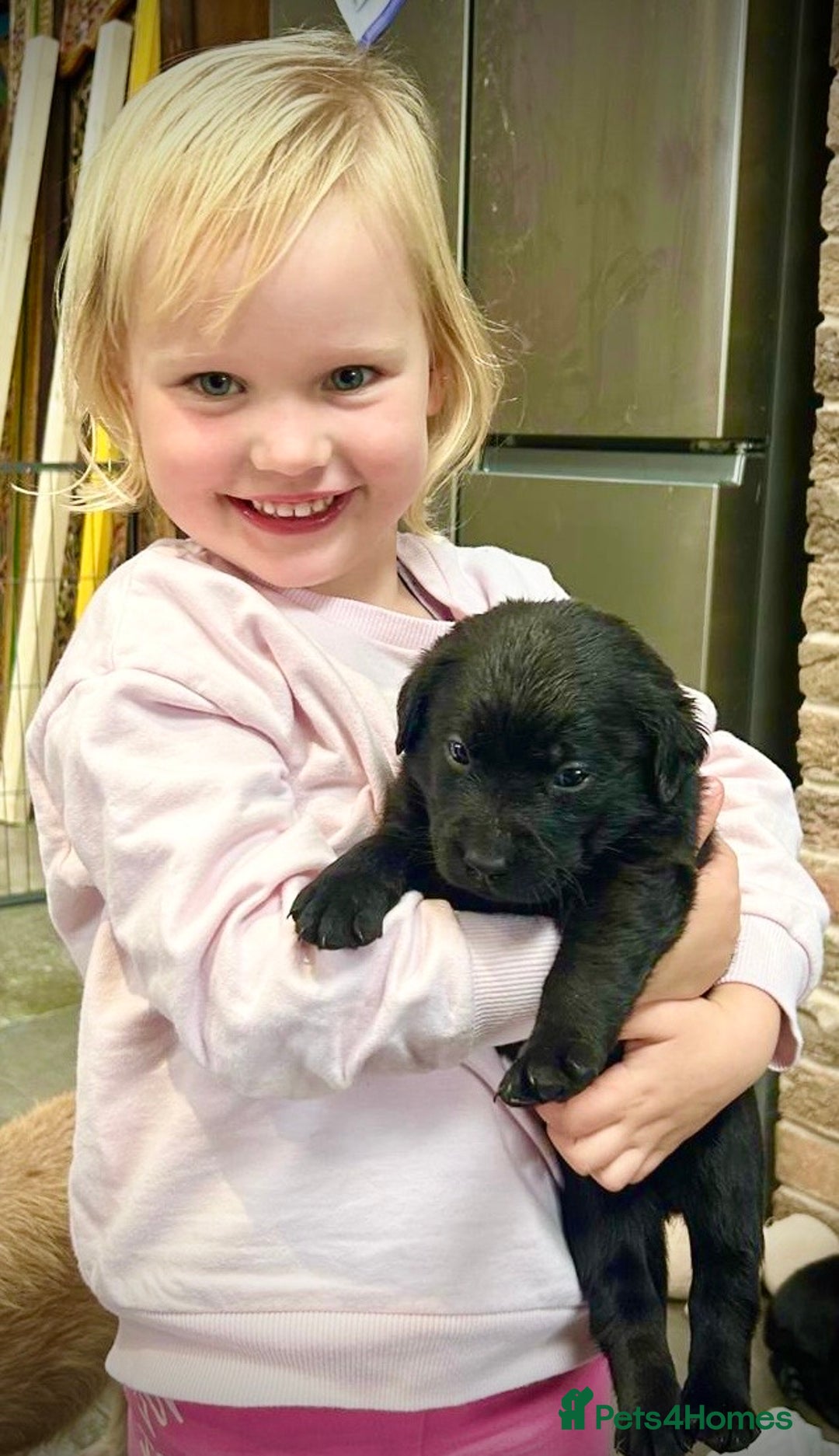 Labrador Retriever dogs for sale: 🐾 Ready 13th Oct. KC vet approved only 3 left 💕 - Image 8