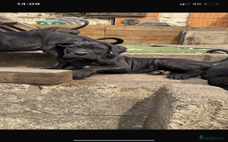 Cane Corso dogs for sale: Cane Corso puppies  - Image 2