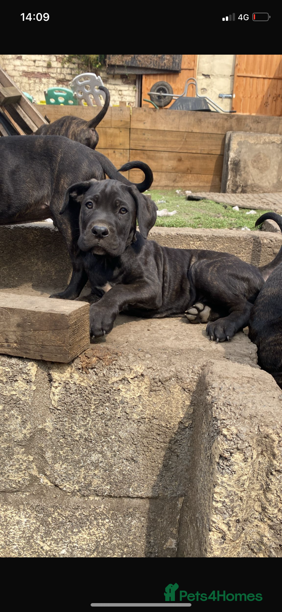 Cane Corso dogs for sale: Cane Corso puppies  - Image 2