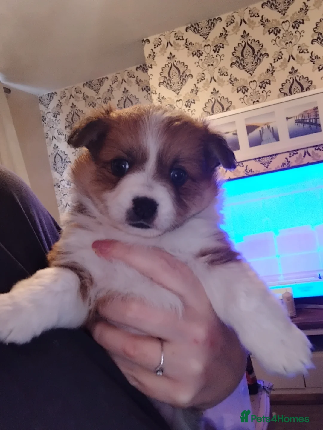 Pomchi dogs for sale: Pomchi puppies - Advert 15