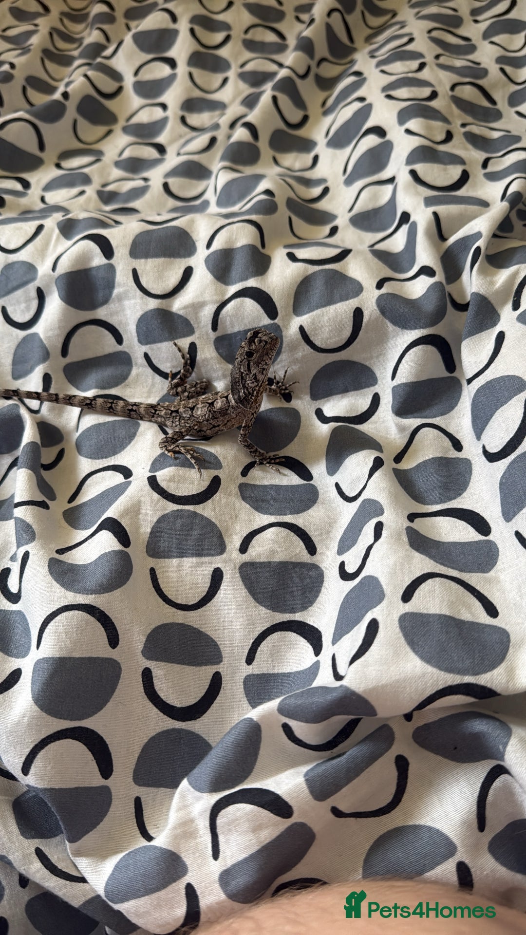 Bearded Dragon reptiles for sale: Frilled dragon  - Advert 3