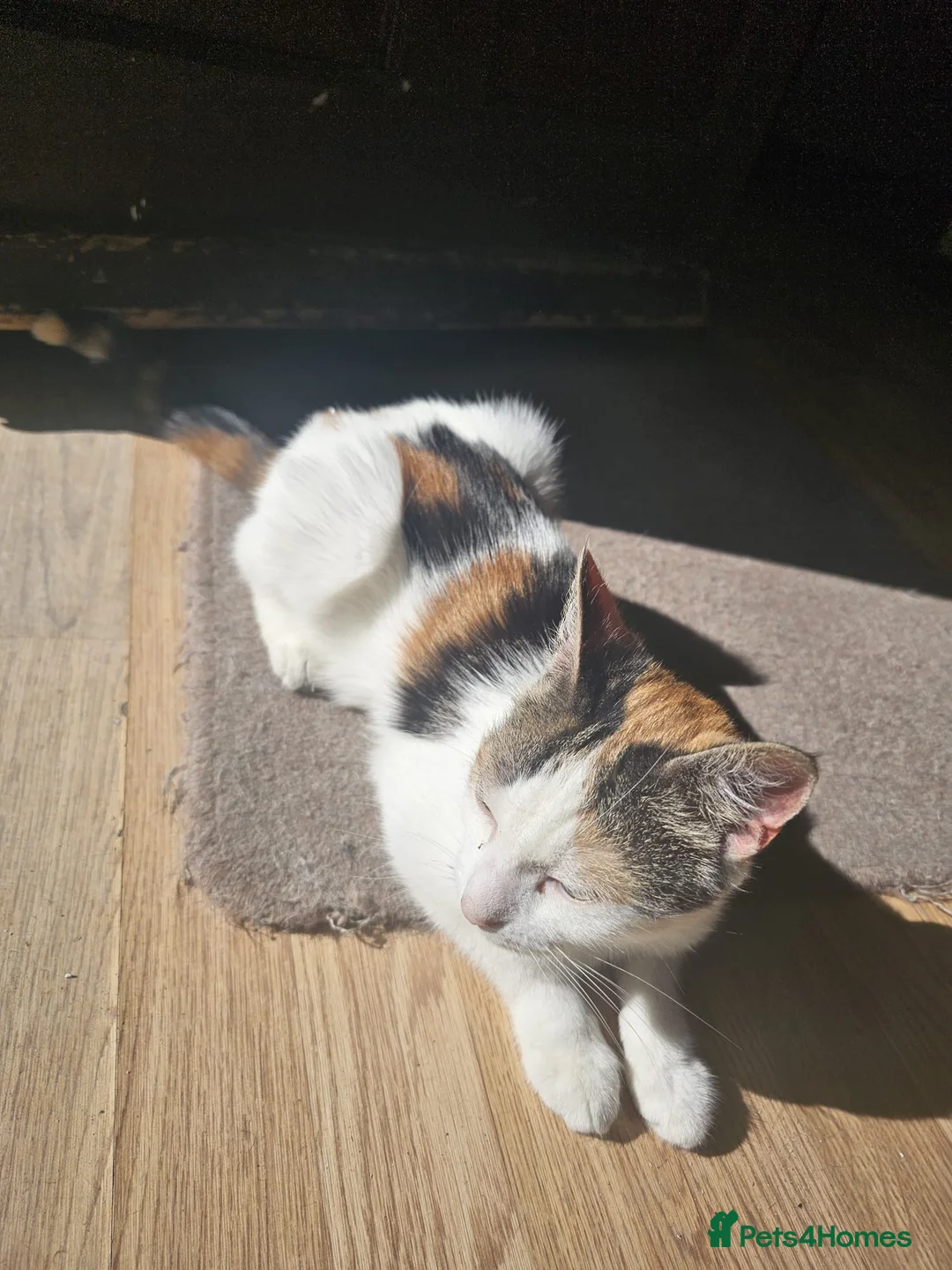 Mixed Breed cats for sale: Cute cat ready for new home - Advert 2