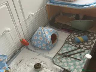 Guinea Pig rodents 2x Female Guinea Pigs & Indoor Enclosure - Advert 1